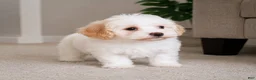 Maltipoo dogs for sale: Daisy - Ad 4