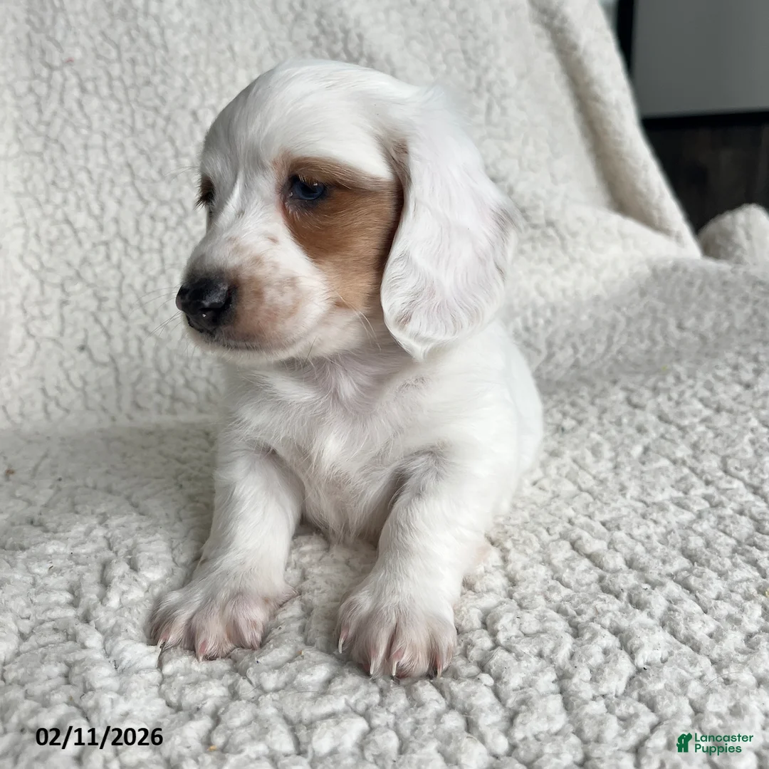 Miniature Dachshund dogs for sale: Snowflake Special Needs - Ad 2