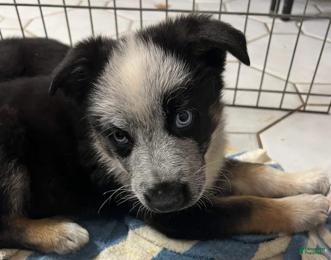 German Shepherd dogs for sale: Chica - German Shepherd Puppy  - Ad 3