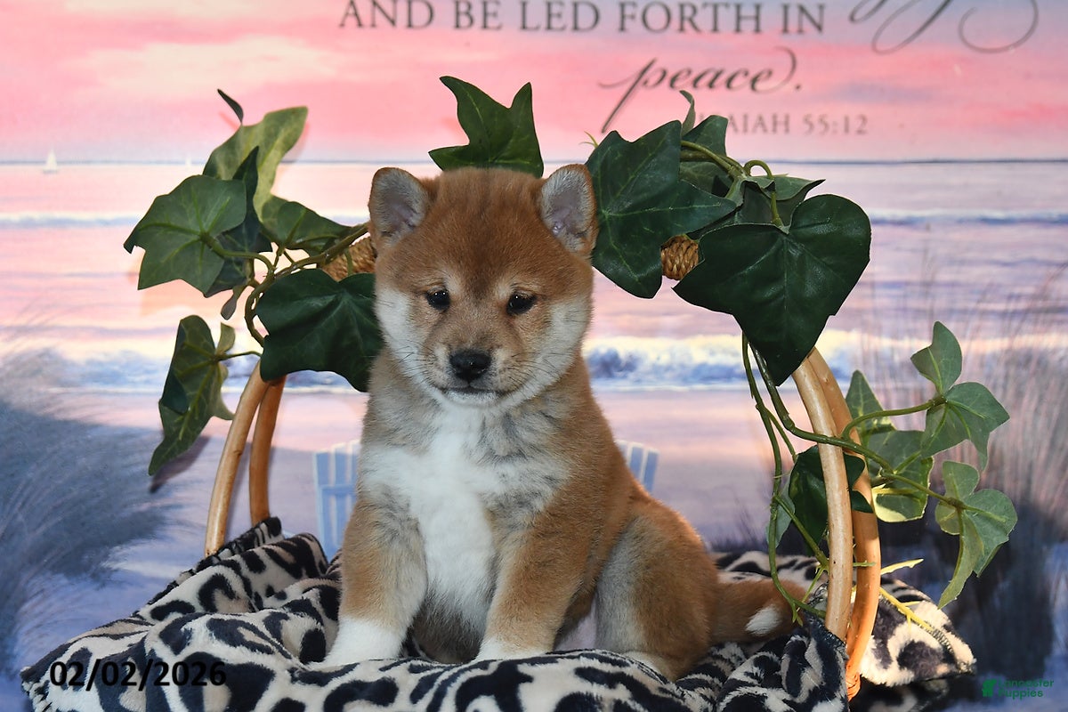 Shiba Inu dogs Abby - Ad 9