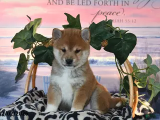 Shiba Inu dogs Abby - Ad 22