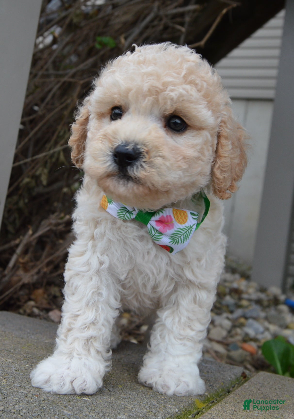 Mini Goldendoodle dogs Mini Greta - Ad 2
