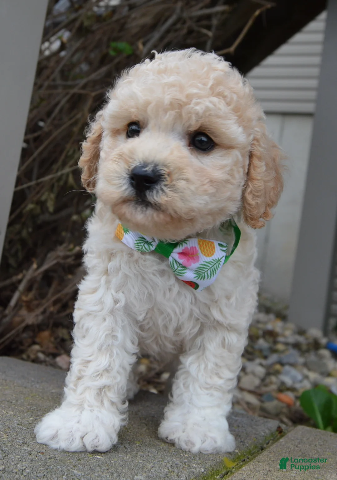 Mini Goldendoodle dogs for sale: Mini Greta - Ad 2