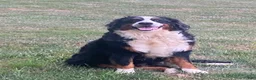 Bernedoodle dogs for sale: Ms. Oakley - Ad 8