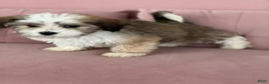 Sugar