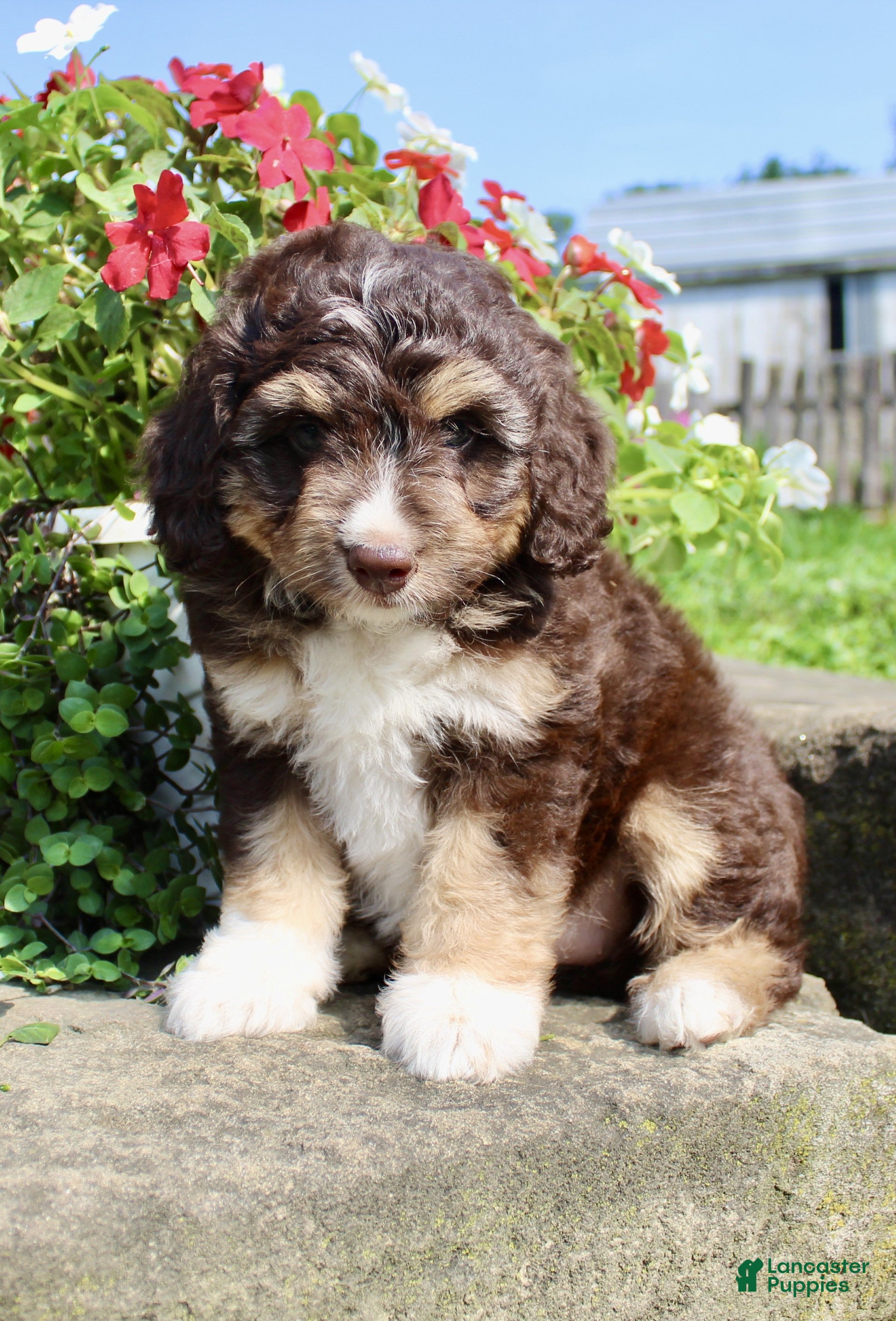 Mini Aussiedoodle dogs Coco - Ad 2