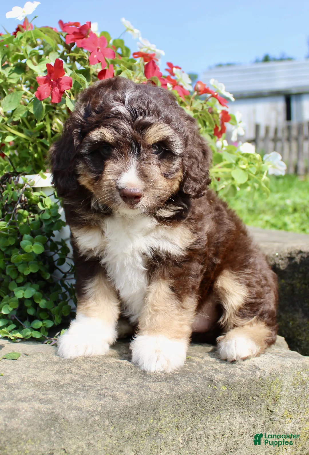 Mini Aussiedoodle dogs for sale: Coco - Ad 2