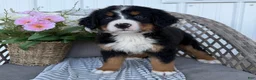 Bernese Mountain Dog dogs for sale: Sophie - Ad 4