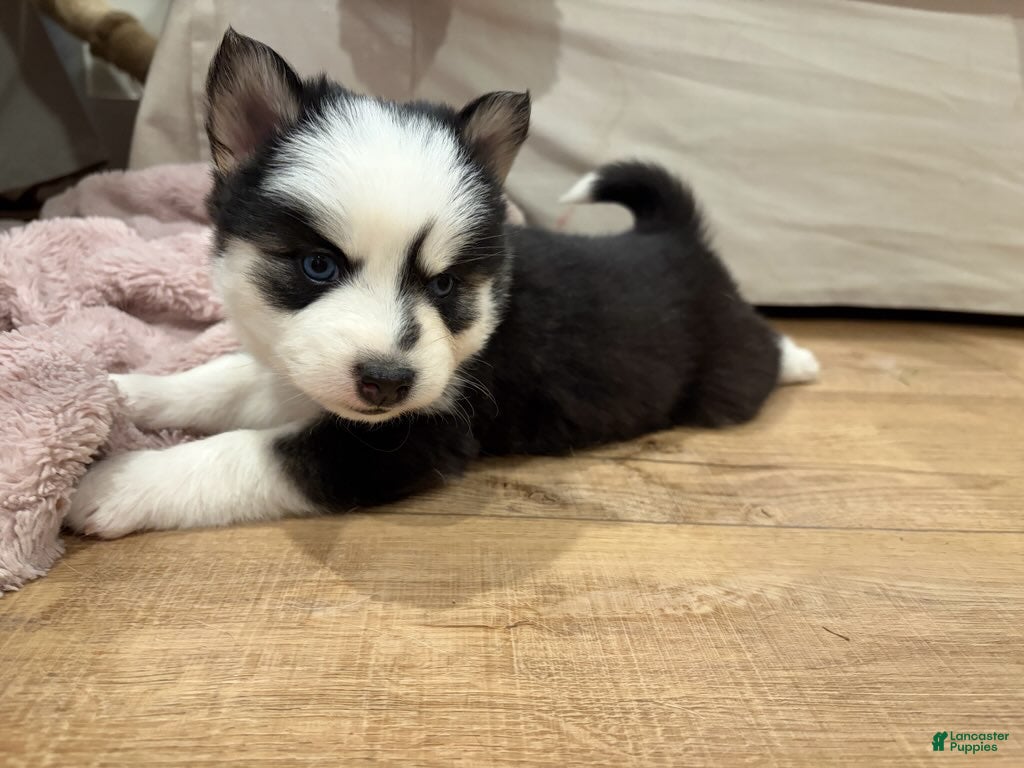 Pomsky dogs Vine - Ad 2