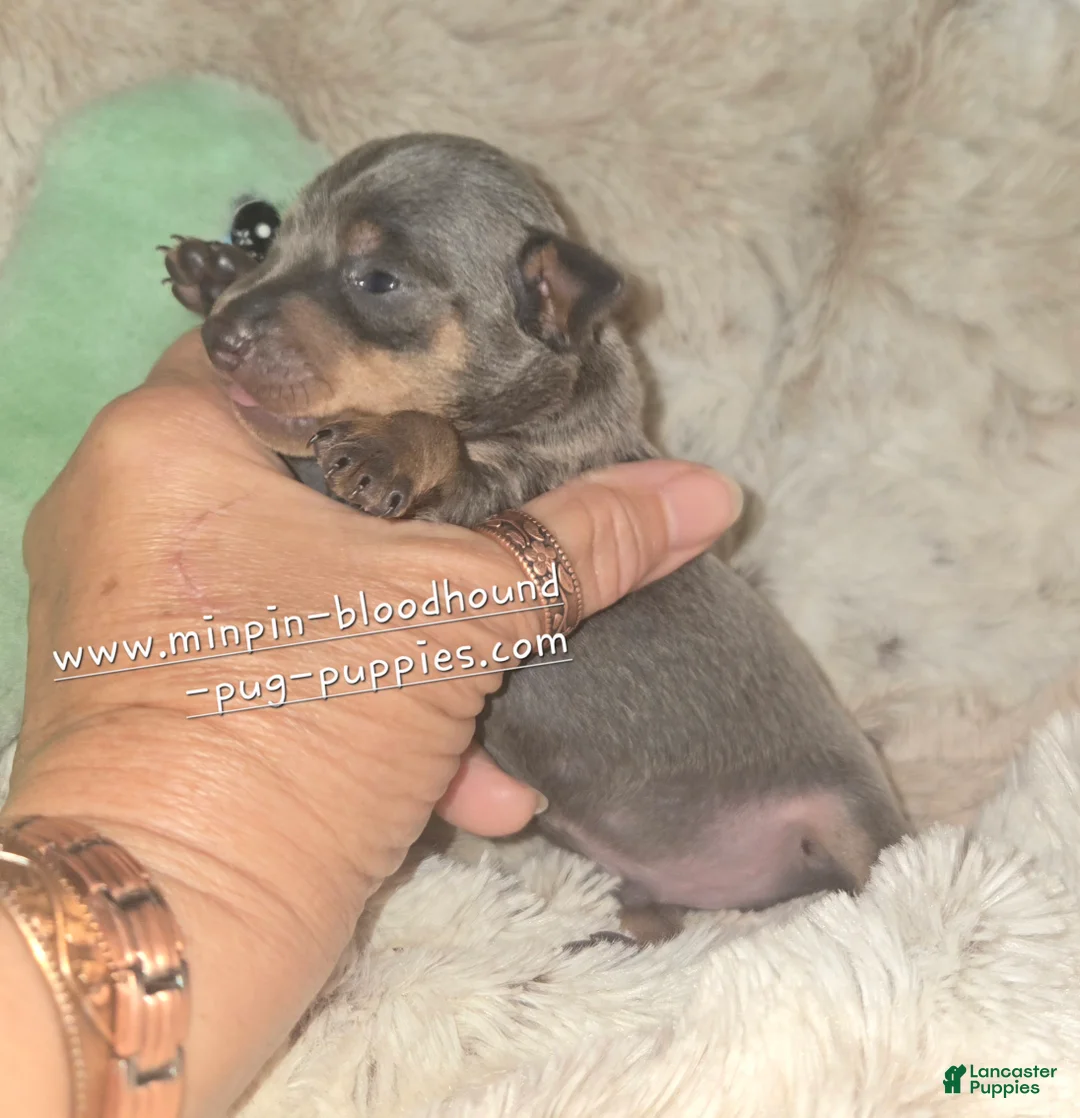 Miniature Pinscher dogs for sale: Miles blue and tan  - Ad 2