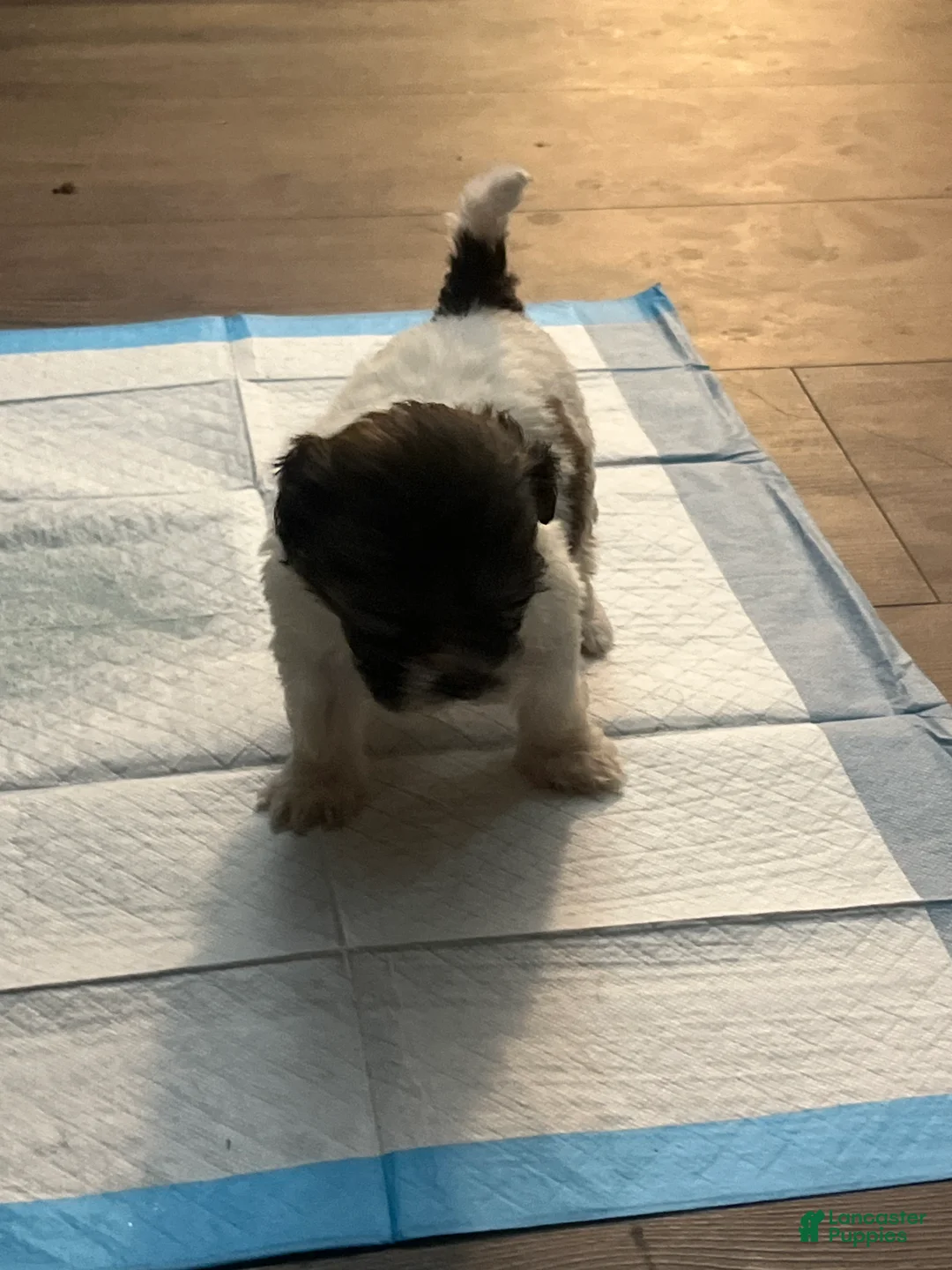 Mixed Breed dogs for sale: Mixed Breed 4 - Ad 2