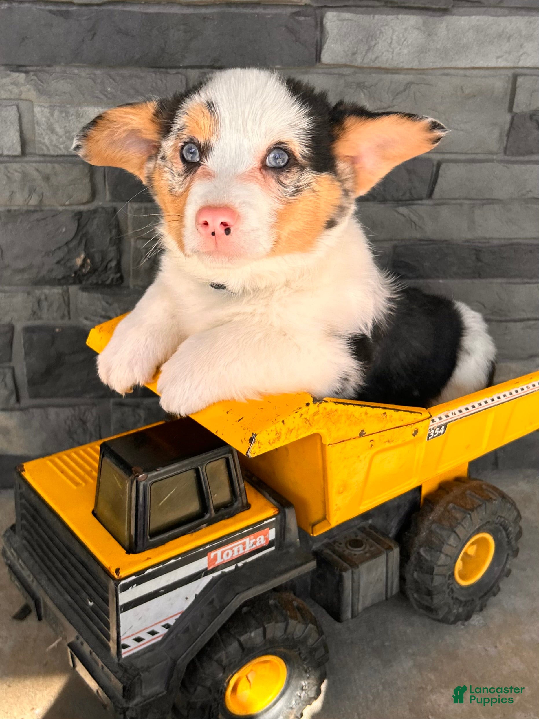 Welsh Corgi Pembroke dogs Dominic - Ad 1