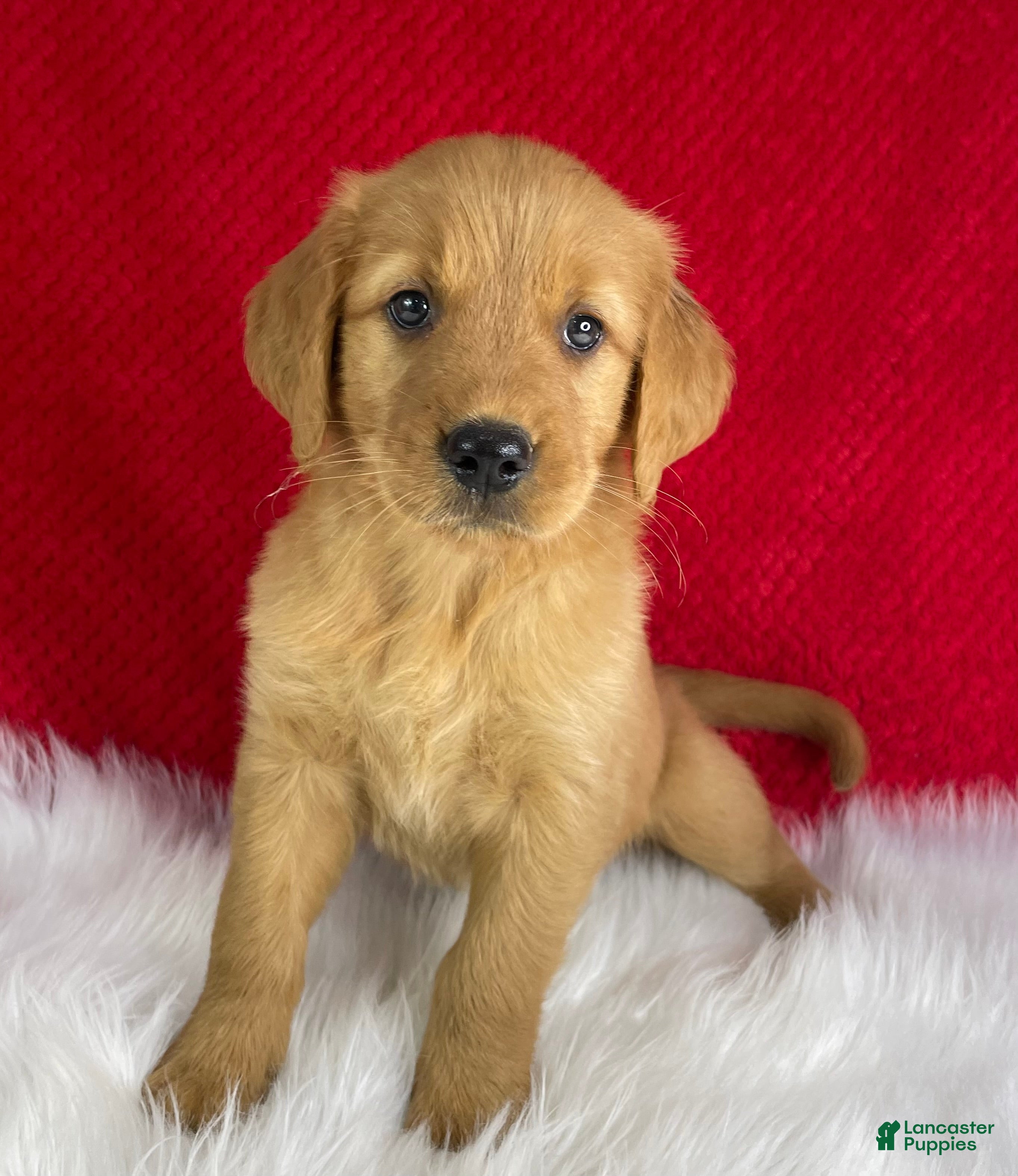 Golden Retriever dogs Bailey - Ad 1