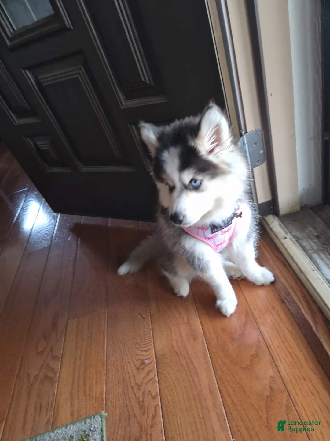 Mixed Breed dogs for sale: Mixed Breed Puppy 1 - Ad 2