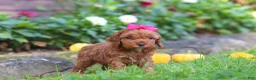 Cockapoo dogs for sale: Goldie - Ad 4