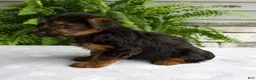 Yorkshire Terrier dogs for sale: Carla - Ad 5