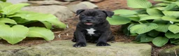 Staffordshire Bull Terrier dogs for sale: Moose 🐶 - Ad 7