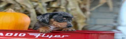 Miniature Dachshund dogs for sale:  Zino 🐕 - Ad 5