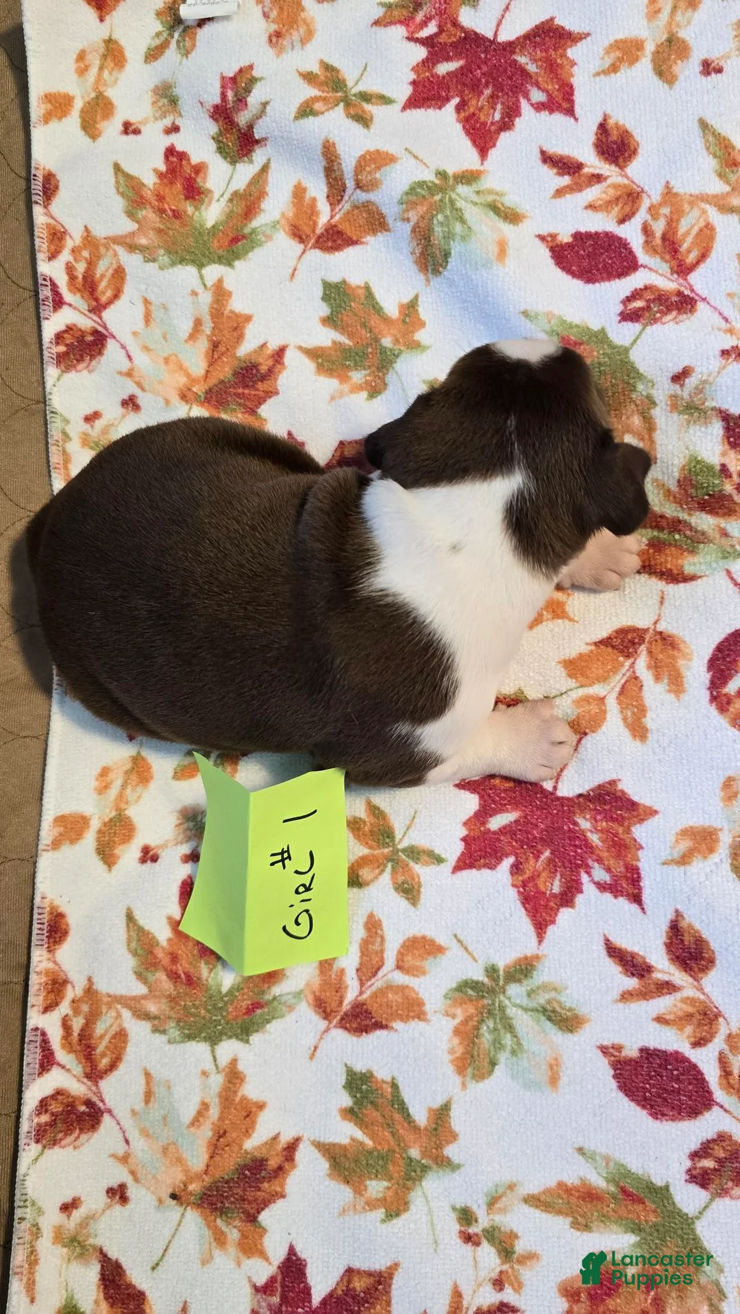 Boston Terrier dogs for sale: Boston Terrier 3 - Ad 1