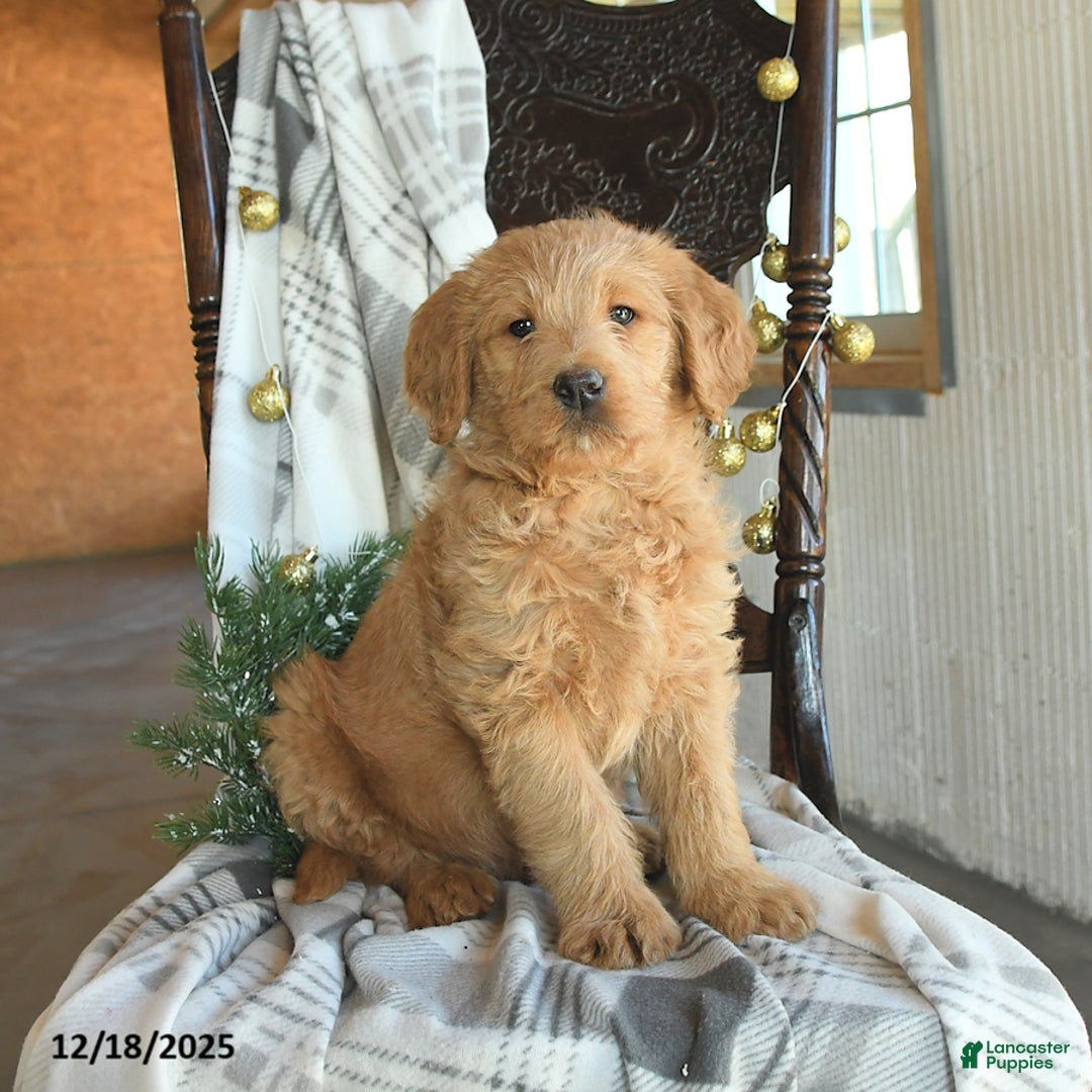 Labradoodle dogs for sale: Denver - Ad 2