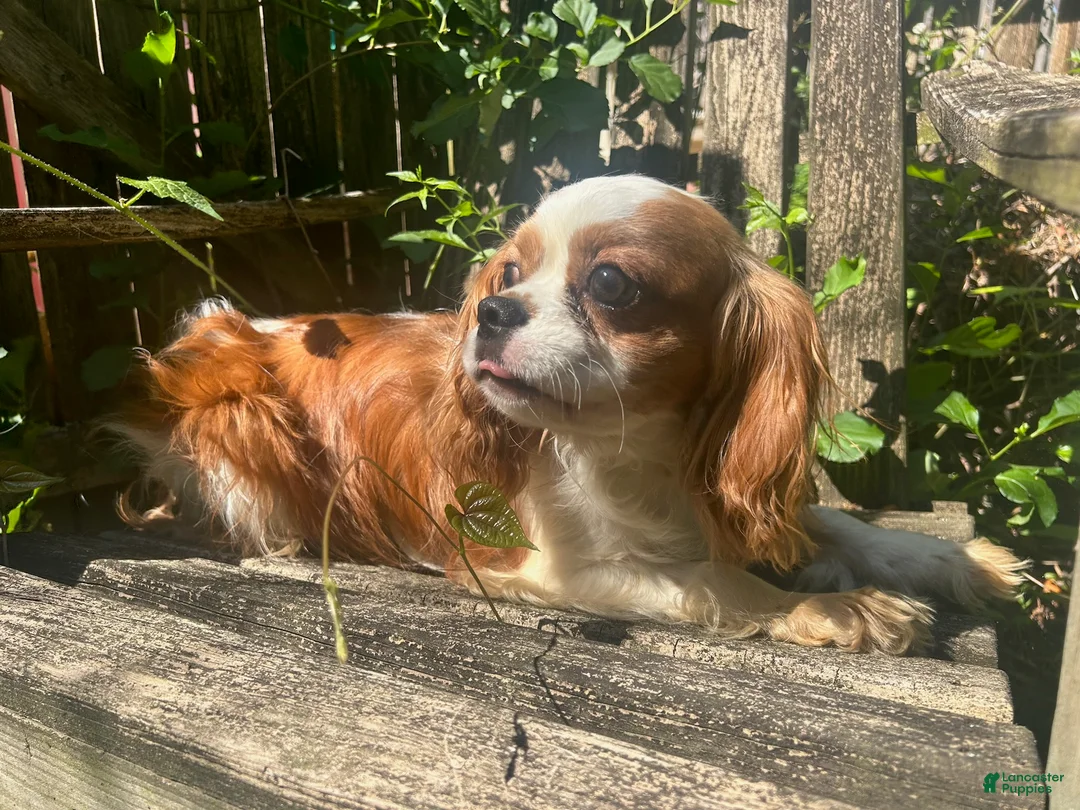 Cavalier King Charles Spaniel dogs for sale: Benson - Ad 1