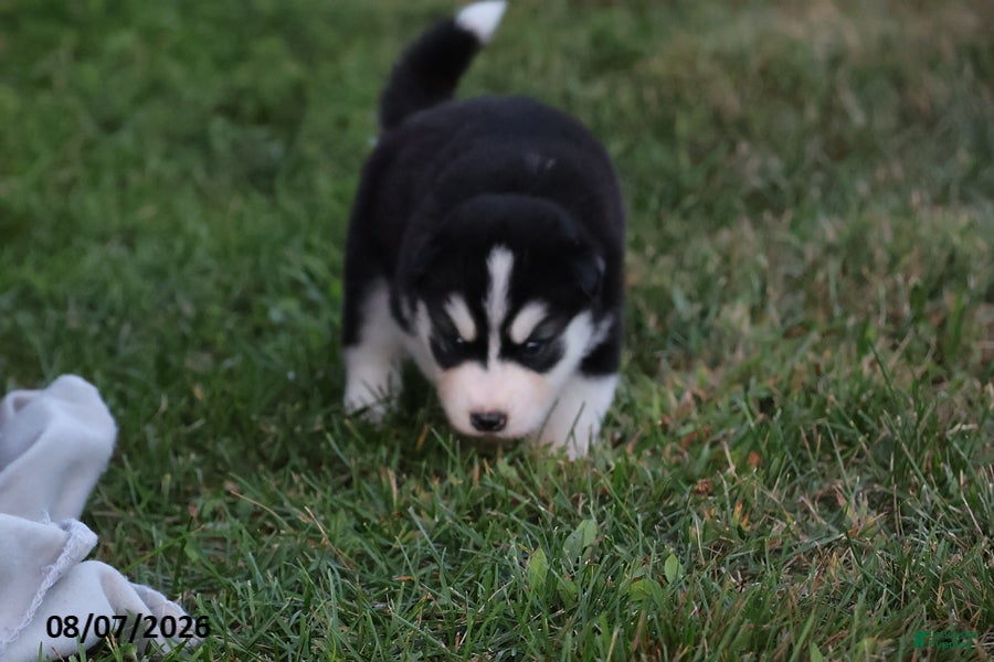 Alaskan Malamute dogs Timber - Ad 2