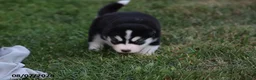 Alaskan Malamute dogs for sale: Timber - Ad 2