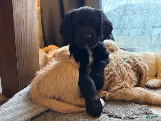 Goldendoodle dogs for sale: Goldendoodle Puppy 1 - Ad 2