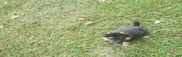 German Shepherd dogs for sale: Blue Male - Ad 5