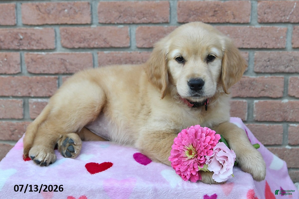Golden Retriever dogs Lilly - Ad 2