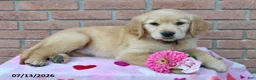 Golden Retriever dogs for sale: Lilly - Ad 2