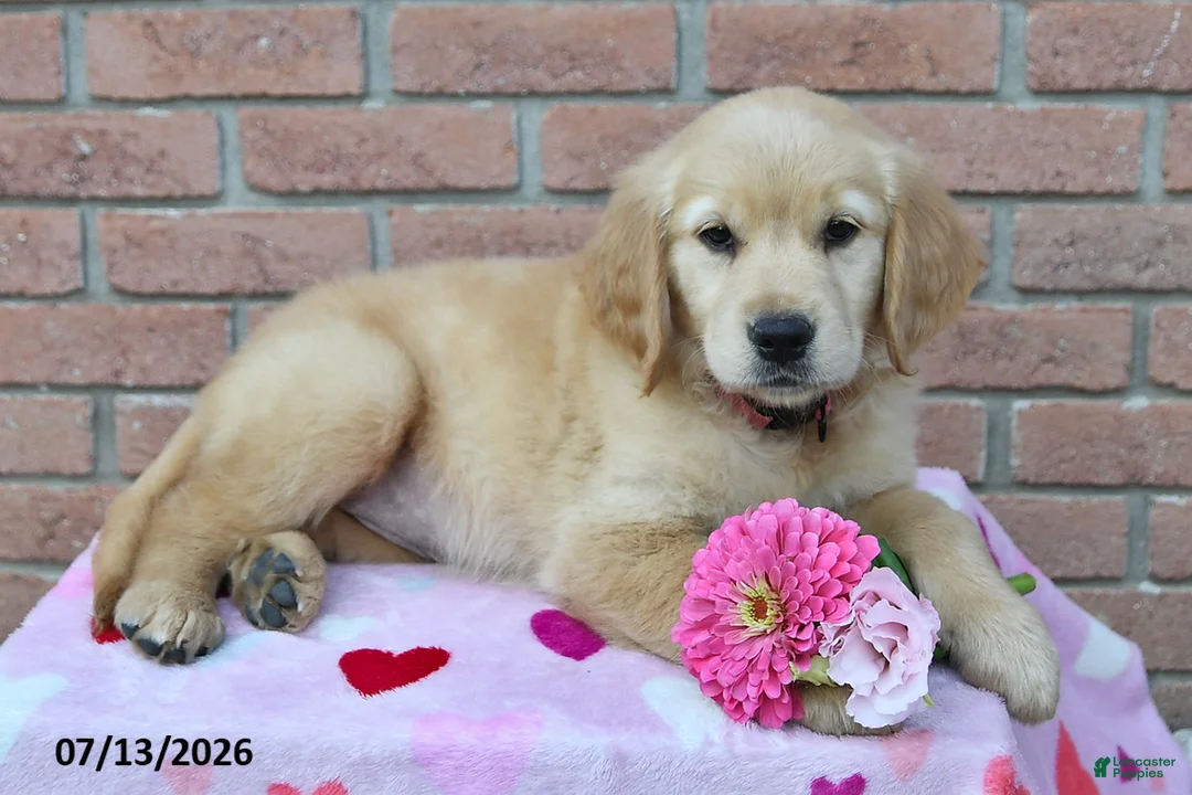 Golden Retriever dogs for sale: Lilly - Ad 2