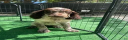 English Springer Spaniel dogs for sale: Cove - Ad 1
