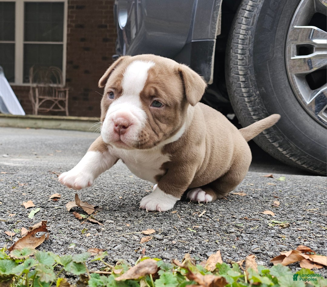 American Bully dogs for sale: American Bully Puppy 2 - Ad 3