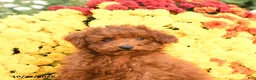 Miniature Poodle dogs for sale: Charlie - Ad 4