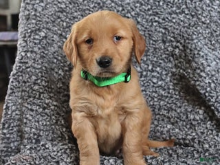 Golden Retriever dogs - Ad 41