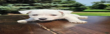 West Highland Terrier Male 2