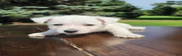 West Highland Terrier dogs for sale: West Highland Terrier Male 2 - Ad 1