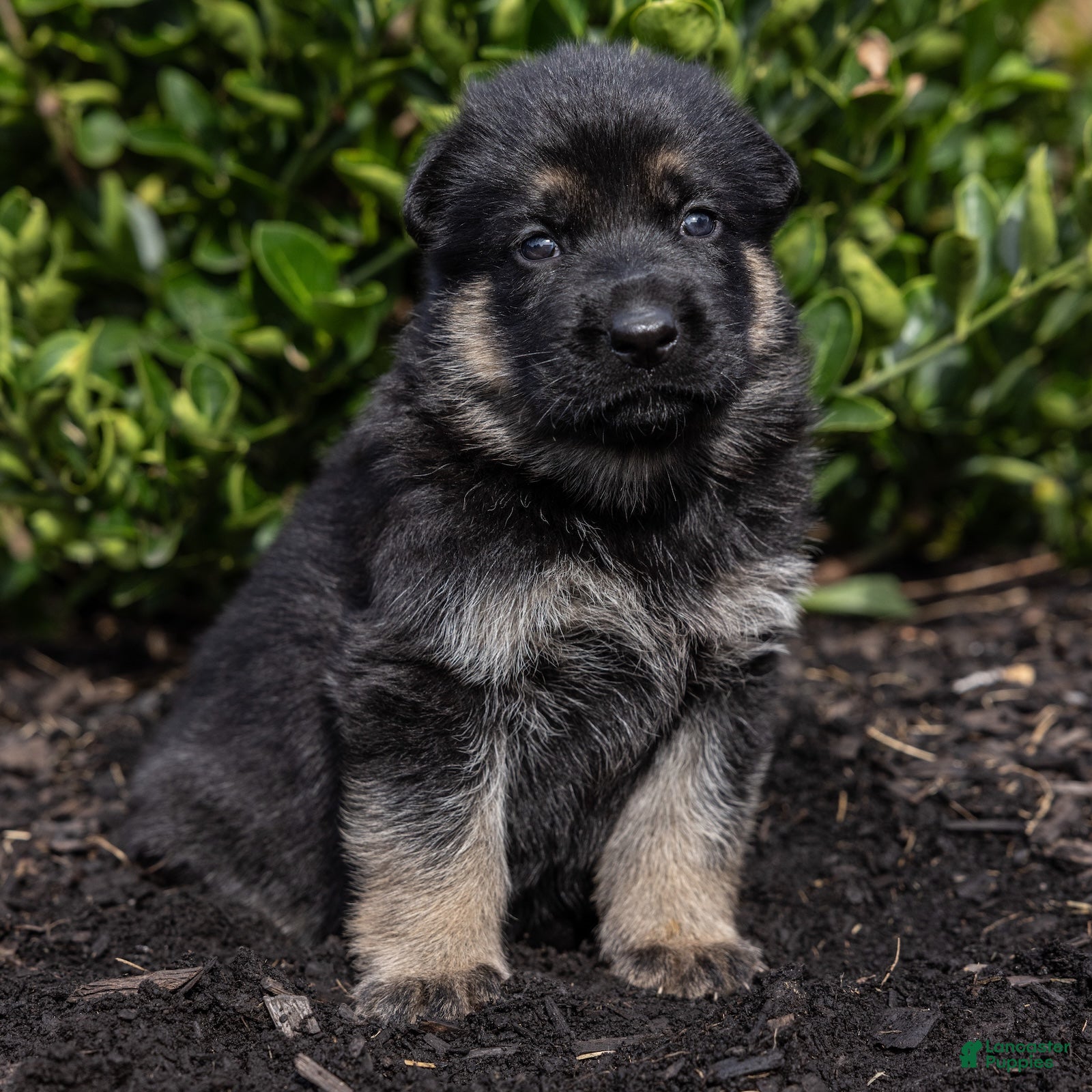 German Shepherd dogs Grace  - Ad 2