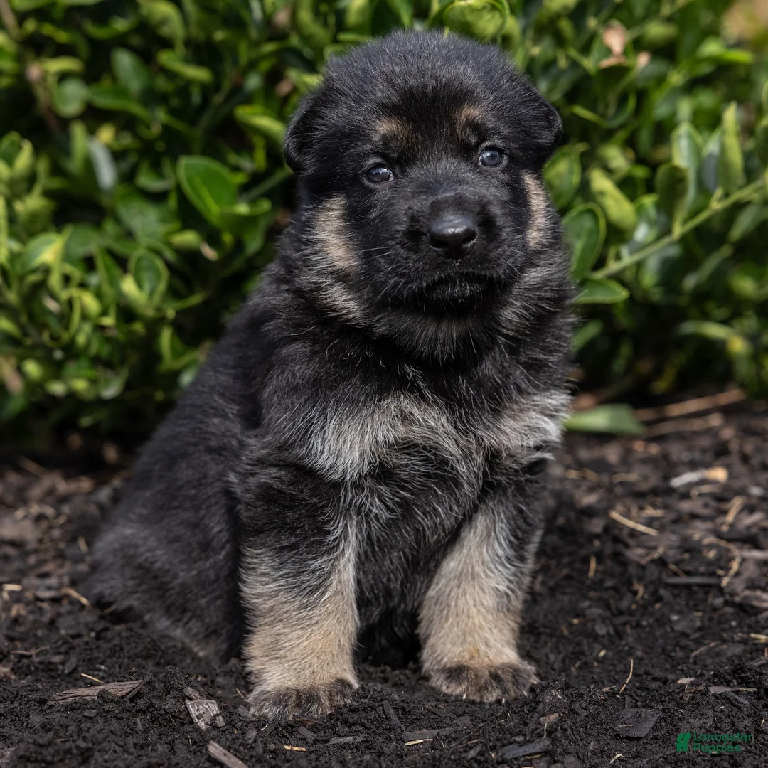 German Shepherd dogs for sale: Grace  - Ad 2