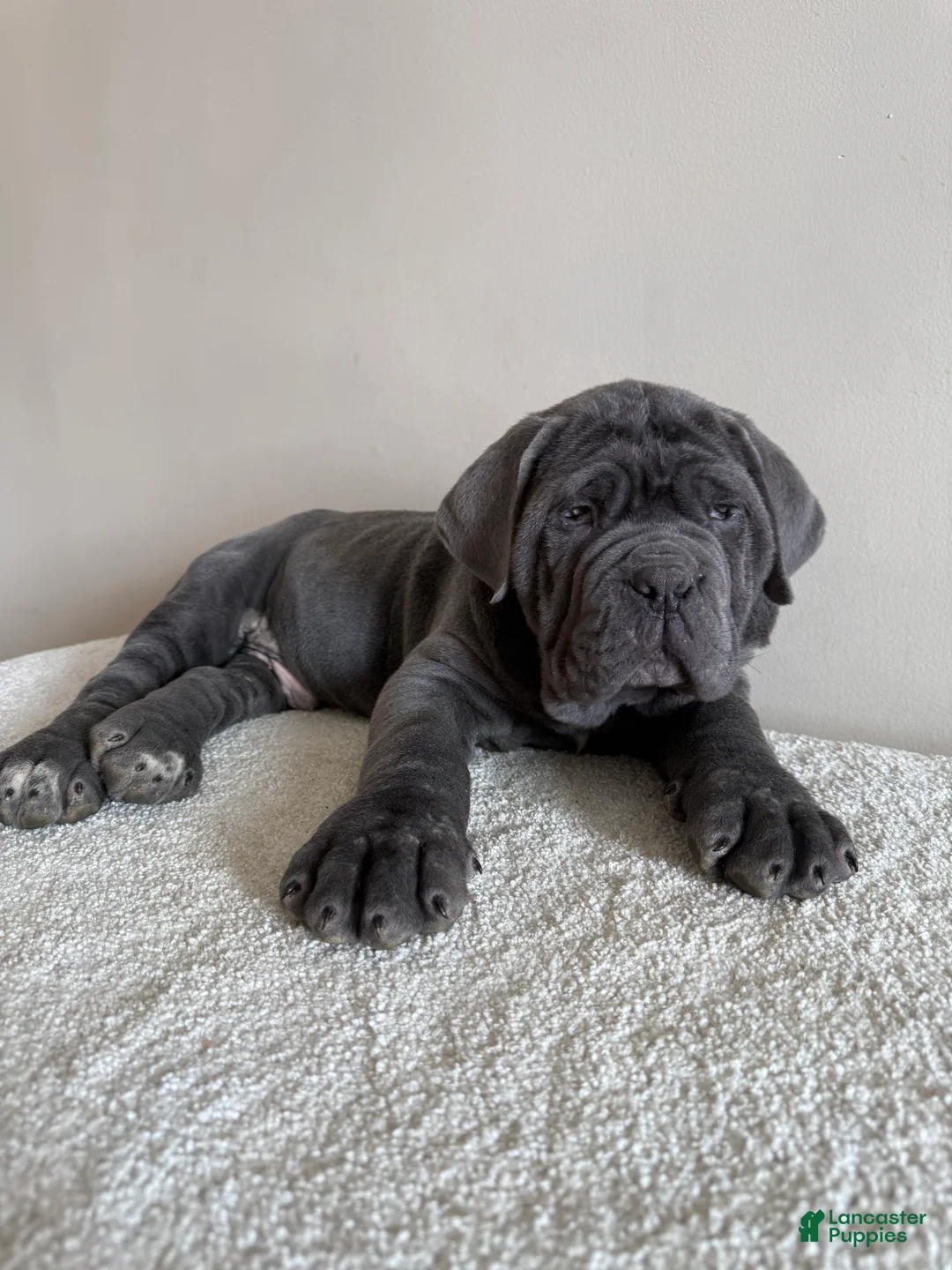 Cane Corso dogs for sale: Thor - Ad 11