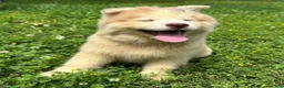 Siberian Husky dogs for sale: RAYA - Ad 5