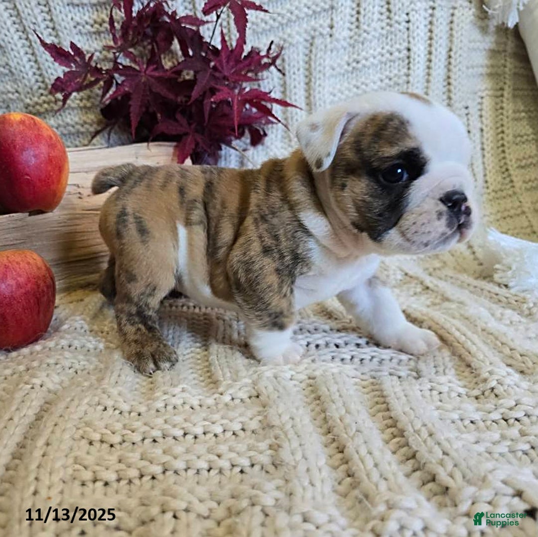 English Bulldog dogs for sale: Timmy - Ad 12