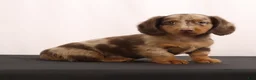 Dachshund dogs for sale: Duke - Ad 1