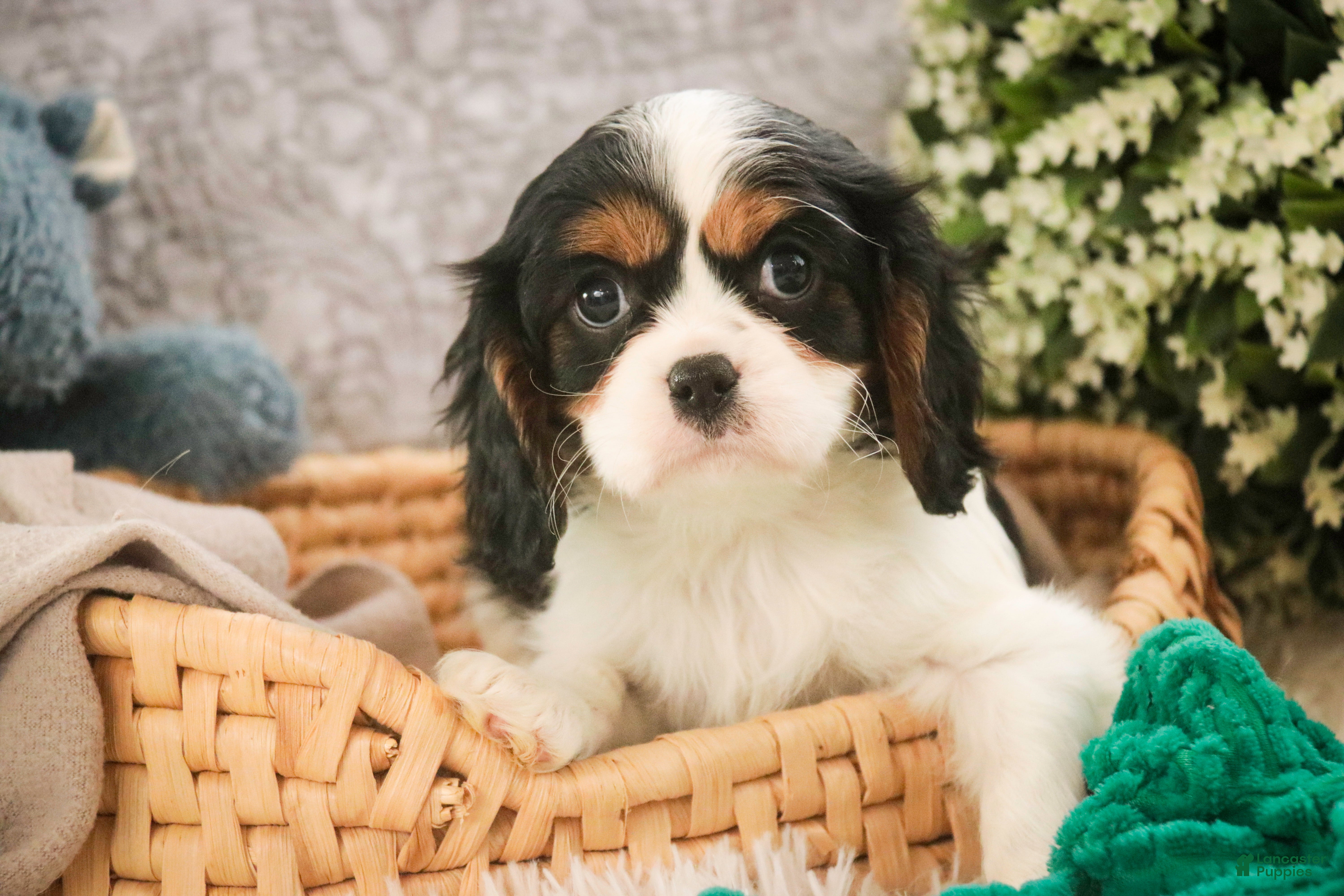 Cavalier King Charles Spaniel dogs Chance - Ad 14