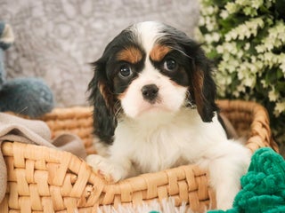 Cavalier King Charles Spaniel dogs Chance - Ad 14
