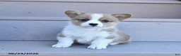 Welsh Corgi Pembroke dogs for sale: Penny - Ad 4