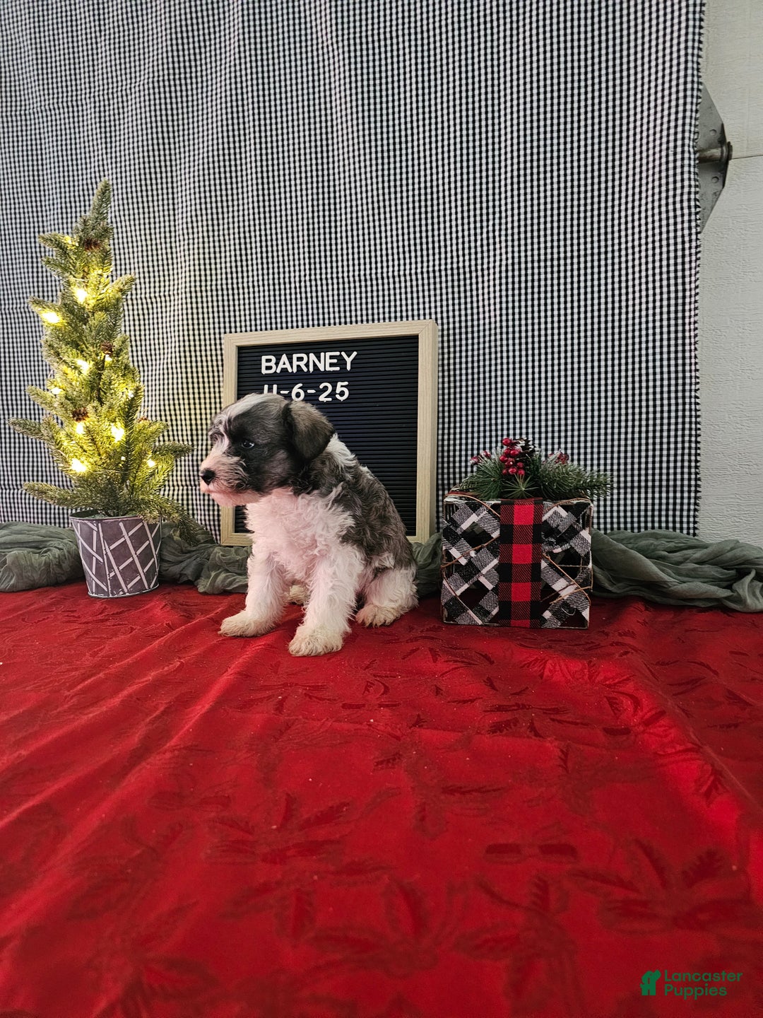 Miniature Schnauzer dogs for sale: Barney - Ad 5