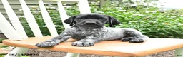 German Shorthaired Pointer dogs for sale: Oliver - Ad 4