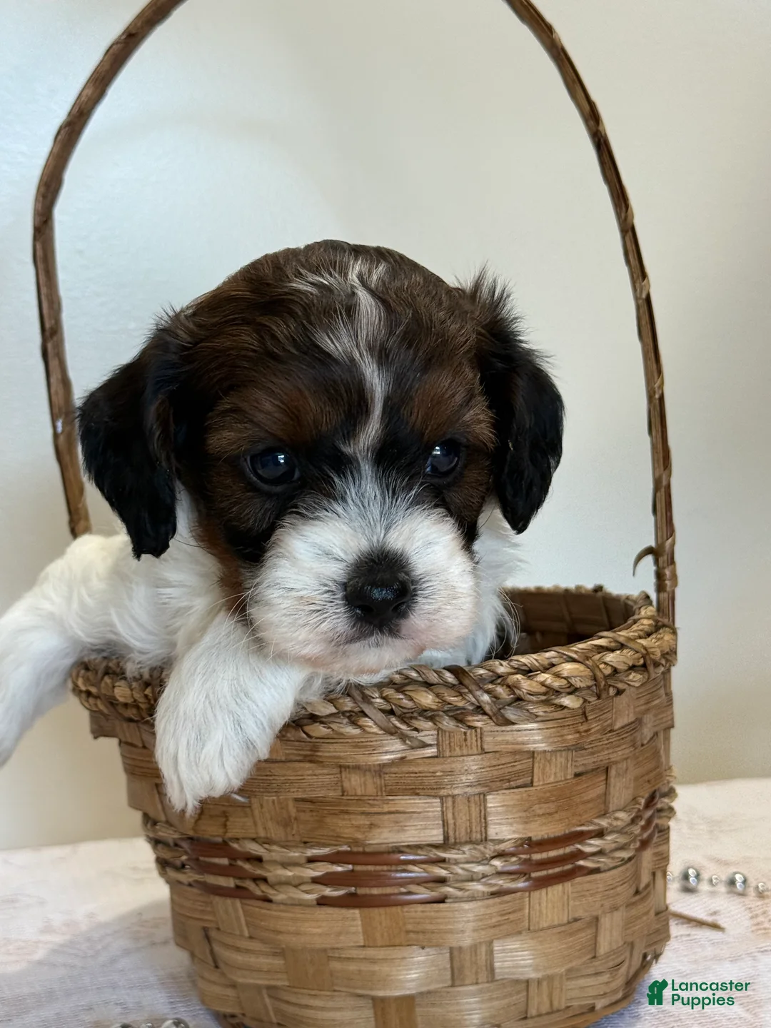 Cavapoo dogs for sale: Blueberry Cavapoo  - Ad 1